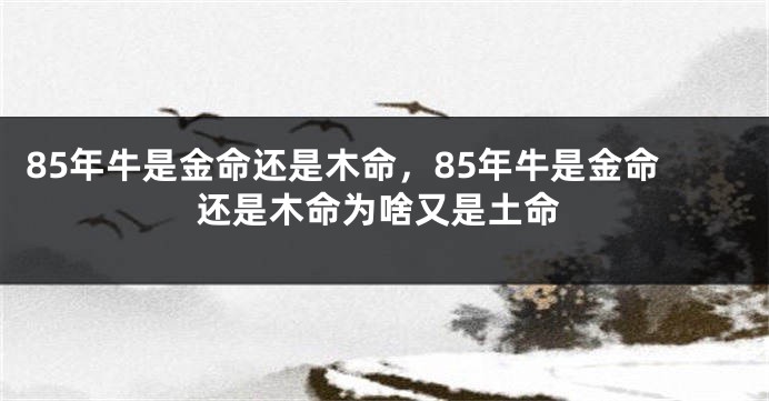 85年牛是金命还是木命，85年牛是金命还是木命为啥又是土命