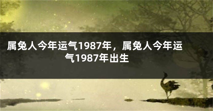 属兔人今年运气1987年，属兔人今年运气1987年出生