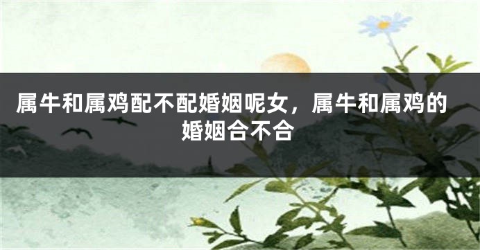 属牛和属鸡配不配婚姻呢女，属牛和属鸡的婚姻合不合