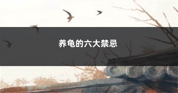 养龟的六大禁忌