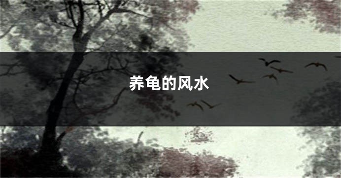 养龟的风水