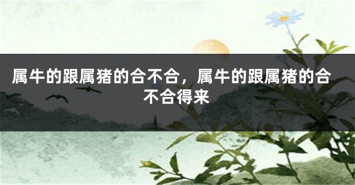 属牛的跟属猪的合不合，属牛的跟属猪的合不合得来