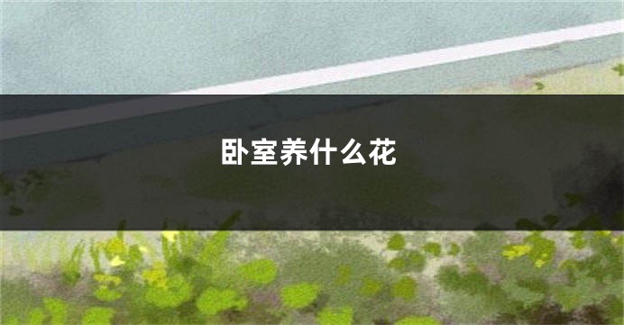 卧室养什么花