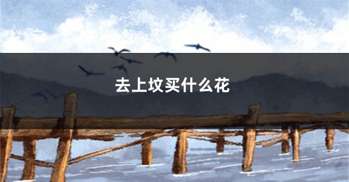 去上坟买什么花