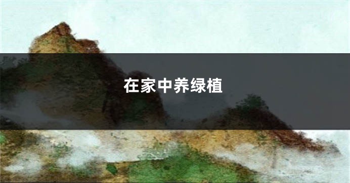 在家中养绿植