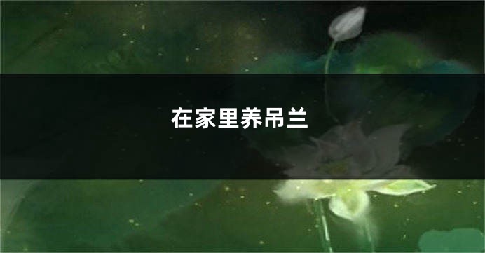 在家里养吊兰