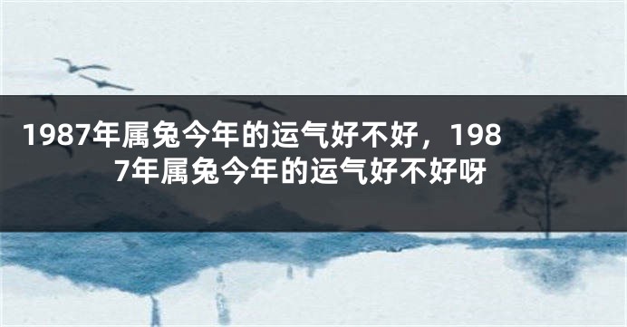 1987年属兔今年的运气好不好，1987年属兔今年的运气好不好呀