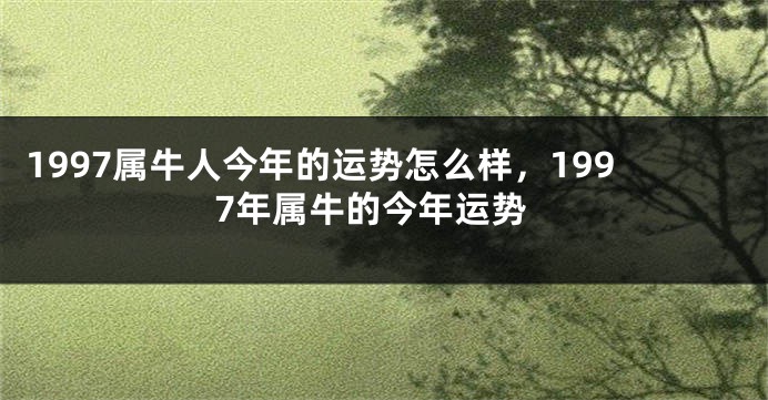 1997属牛人今年的运势怎么样，1997年属牛的今年运势