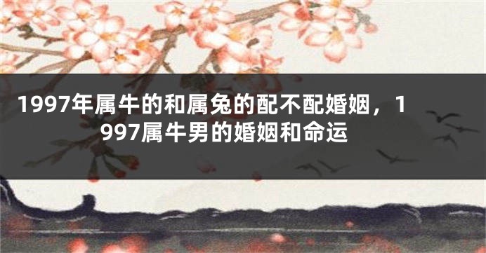 1997年属牛的和属兔的配不配婚姻，1997属牛男的婚姻和命运